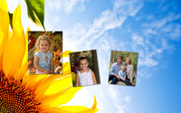 sunflower website header fixed